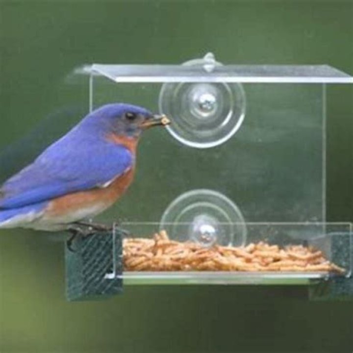 What fruit do bluebirds eat?
