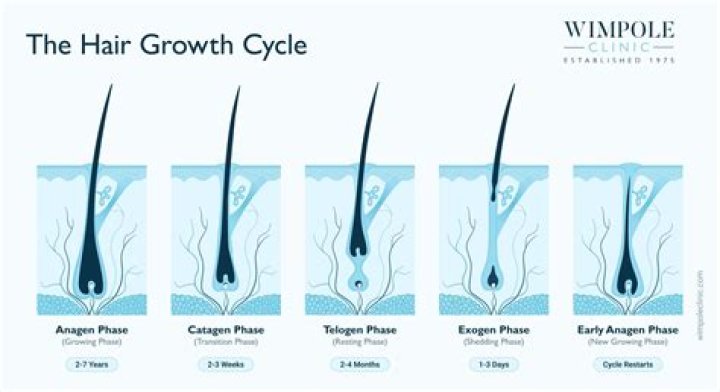 What happens if you pull out the root of a hair?
