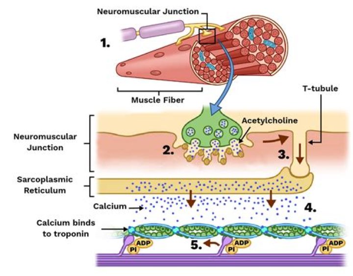 What happens to the neuromuscular system during exercise?