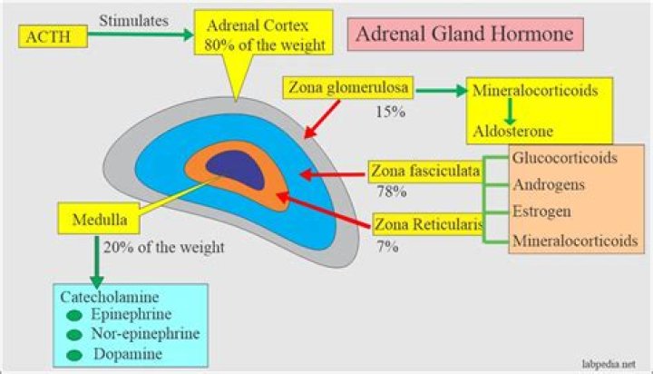What Hormone Does the zona fasciculata secrete?