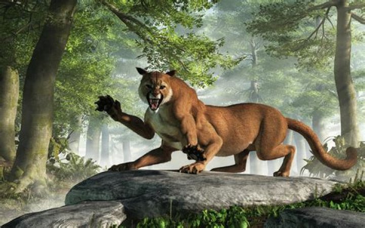 What is a Cattywampus?