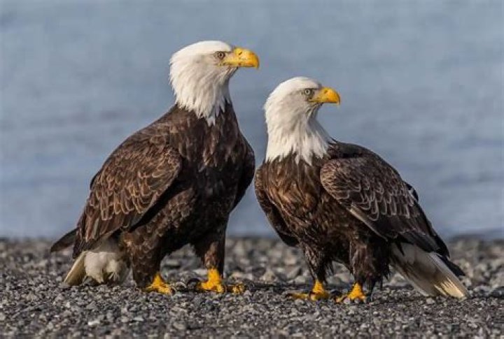 What is a female eagle called?