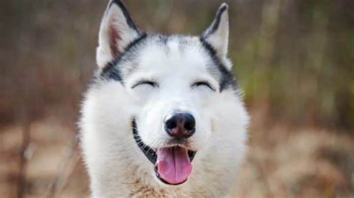 What is a Husky made of?