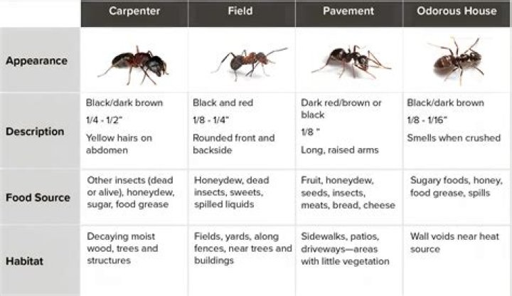 What is a red and black striped ant?
