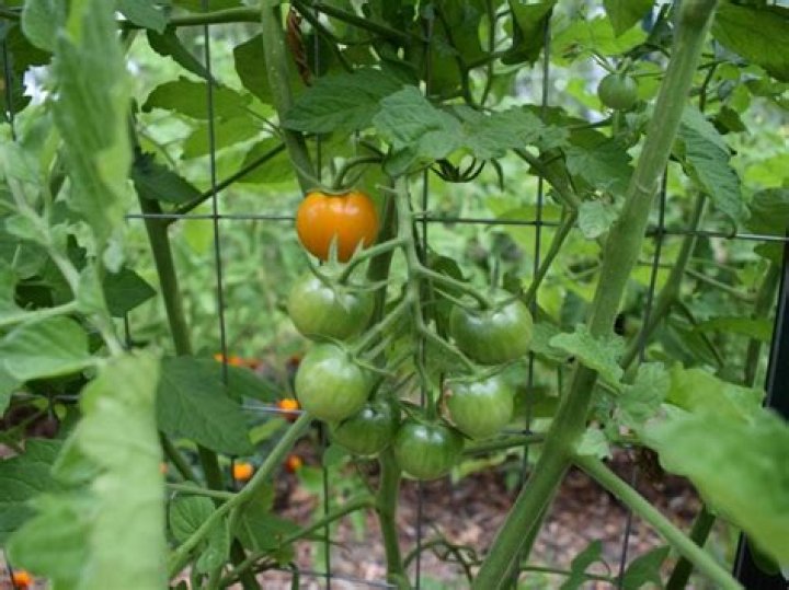 What is a self seeding annual?