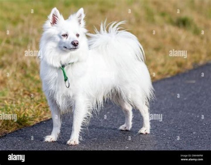 What is a Spitz breed?