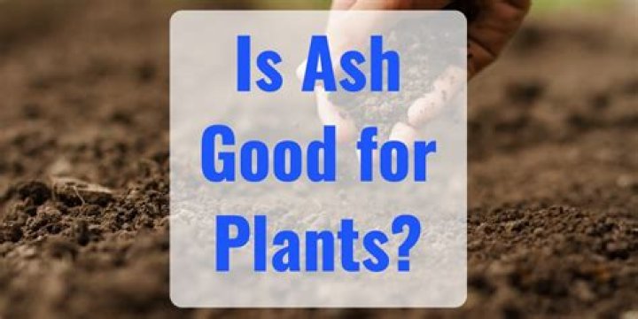 What is charcoal ash good for?