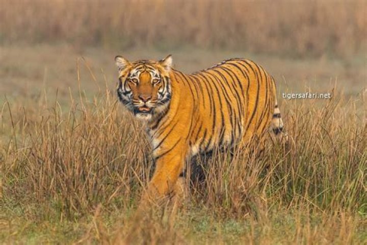 What is Colour of Tiger?