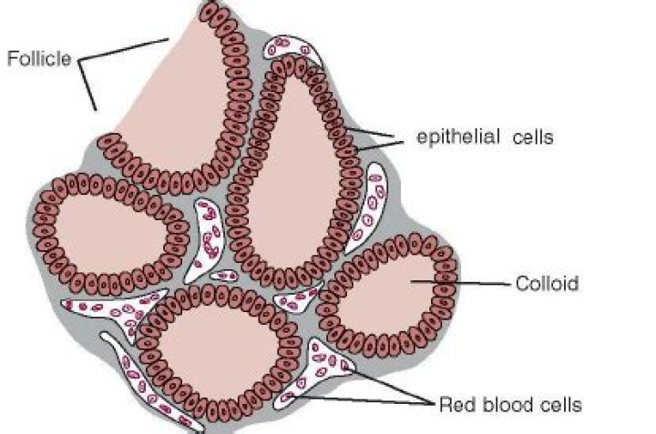 What is contained in the colloid of a follicle?