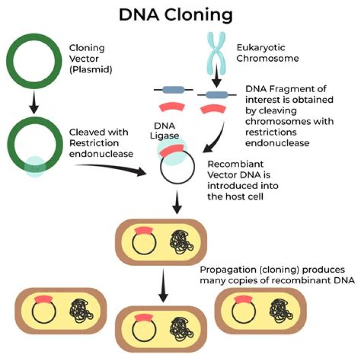 What is DNA cloning used for?