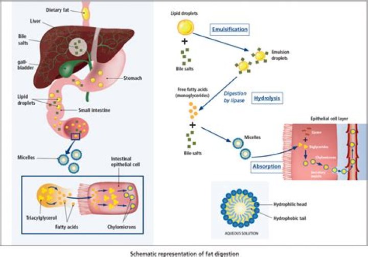 What is emulsification in the digestive system?