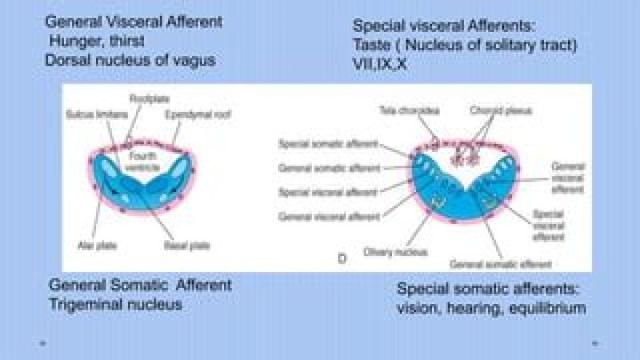 What is General visceral afferent?
