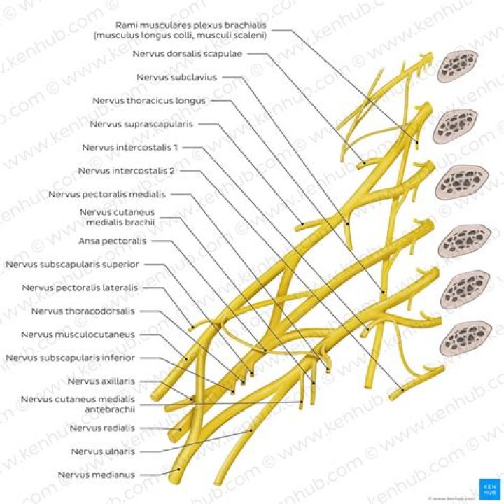 What is intramural plexus? | ContextResponse.com