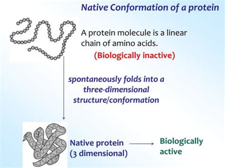 What is native conformation protein?