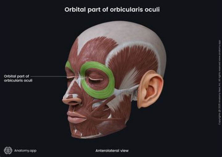 What is orbicularis oculi innervated by?