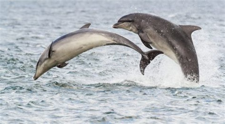 What is smarter a killer whale or a dolphin?