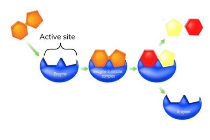 What is the active site made of?