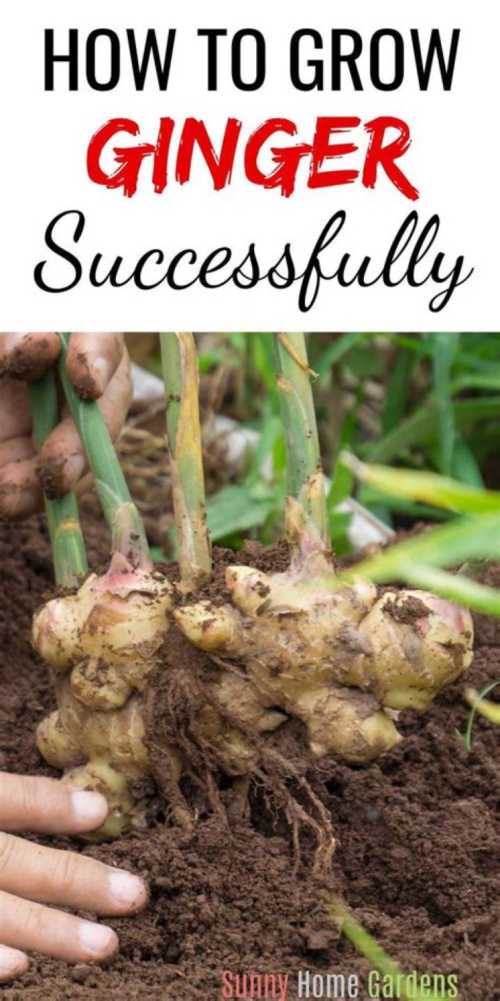 What is the best time to grow ginger?