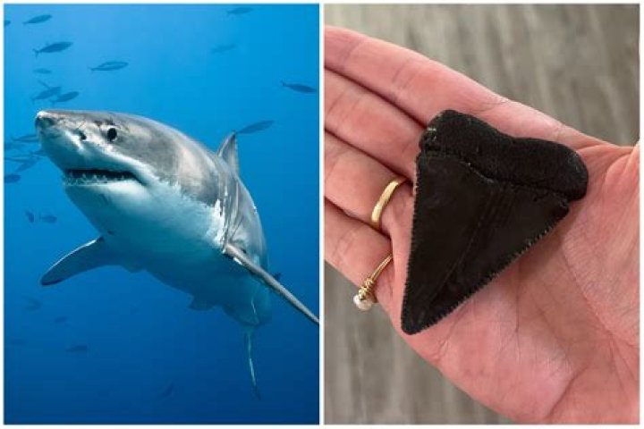 What is the biggest shark tooth?