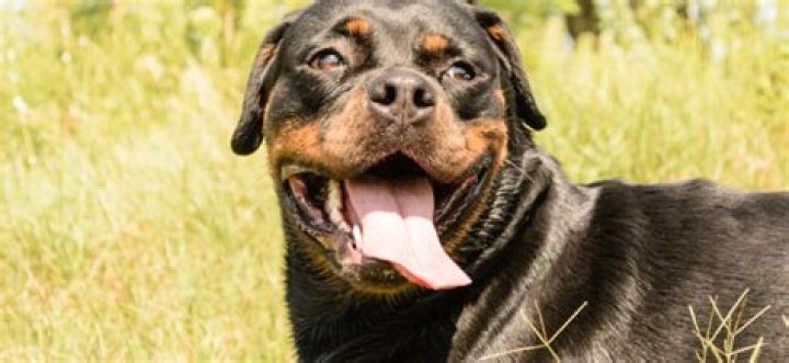 What is the bite force of a Rottweiler?