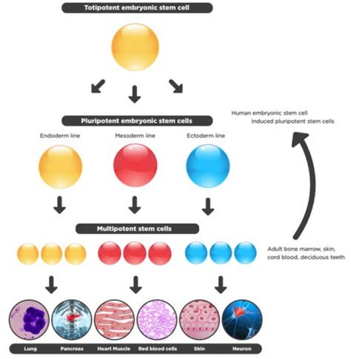 What is the difference between a multipotent stem cell and a hematopoietic stem cell?