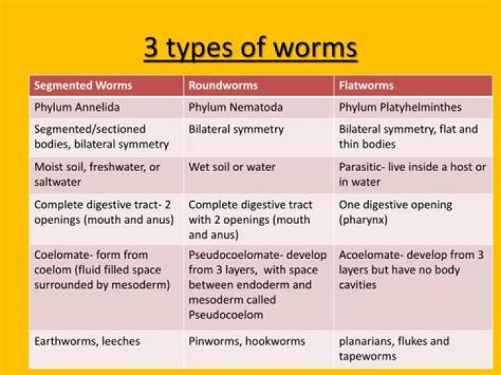 What is the difference between a roundworm and a segmented worm?