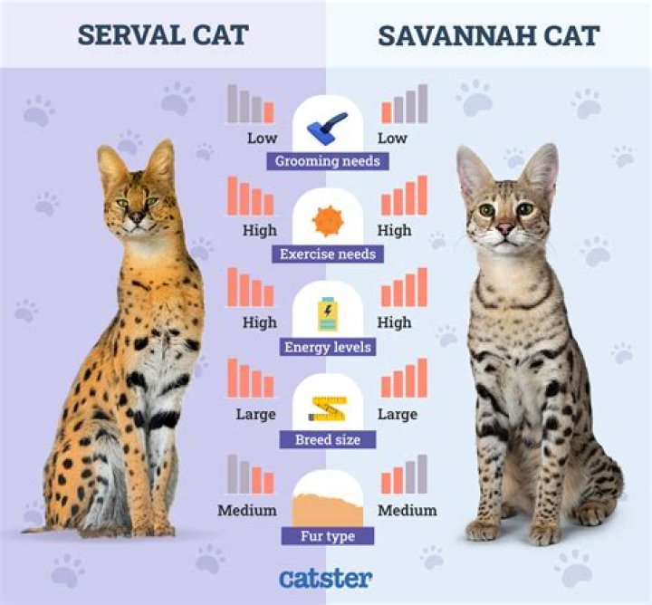 What is the difference between a Savannah cat and a serval cat?