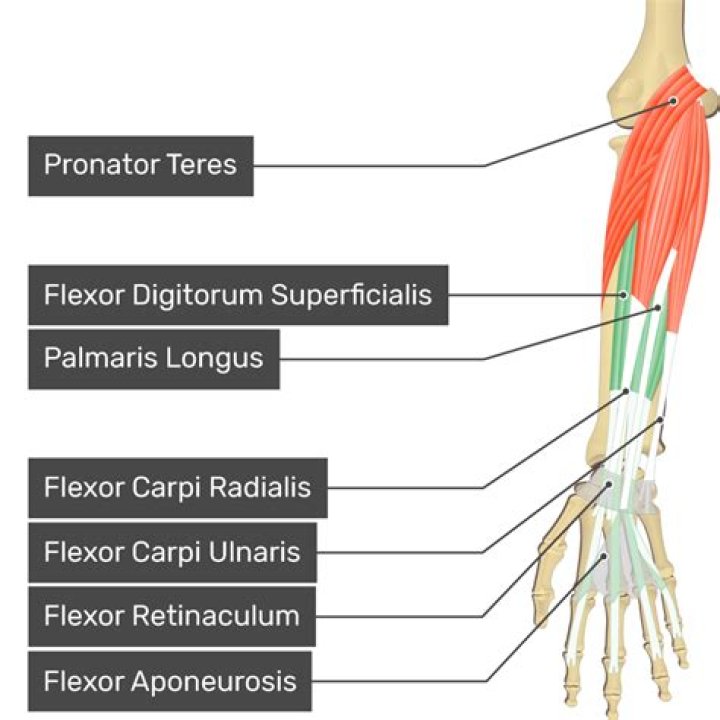 What is the flexor pronator mass?