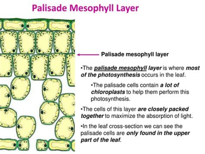 What is the function of Palisade Mesophyll?