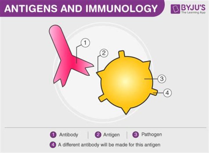 What is the relationship between antibodies and B cells?