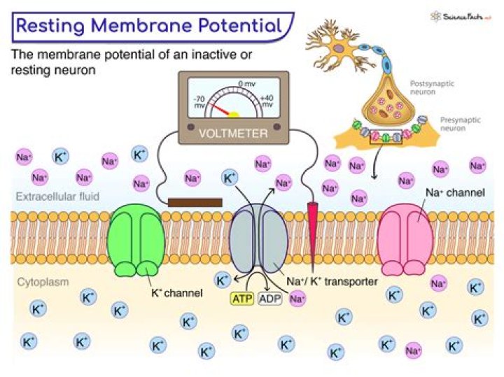 What is the resting membrane potential for skeletal muscle?