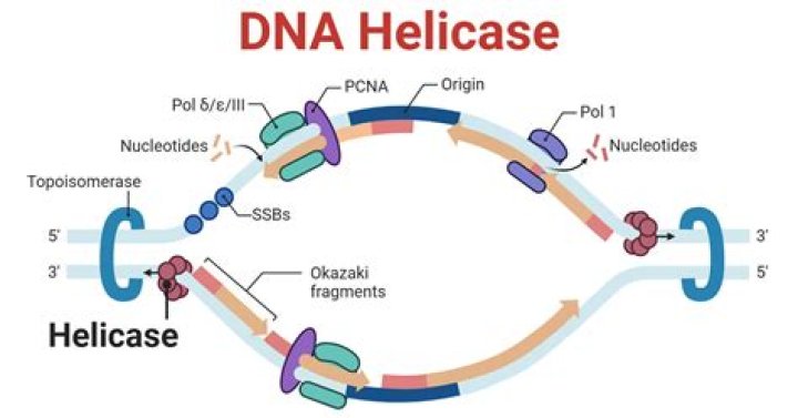 What is the role of DNA helicase during DNA replication?