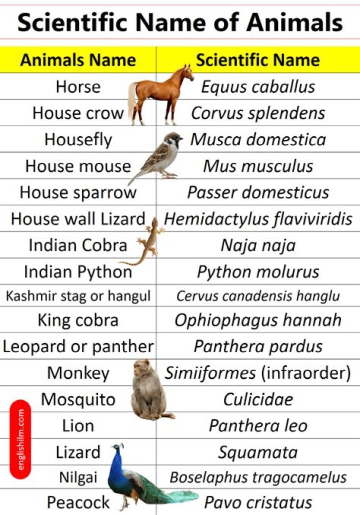 What is the scientific name of Molave?