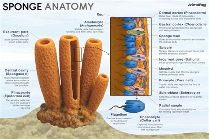 What is the skeleton of a sponge made of?