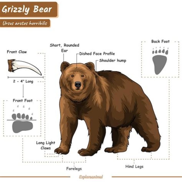 What is the top speed of a grizzly bear?