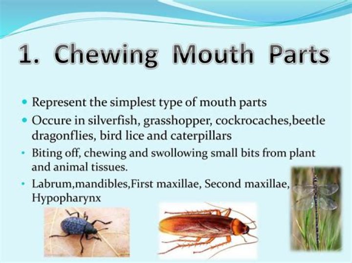 What kind of mouthparts do Odonata have?
