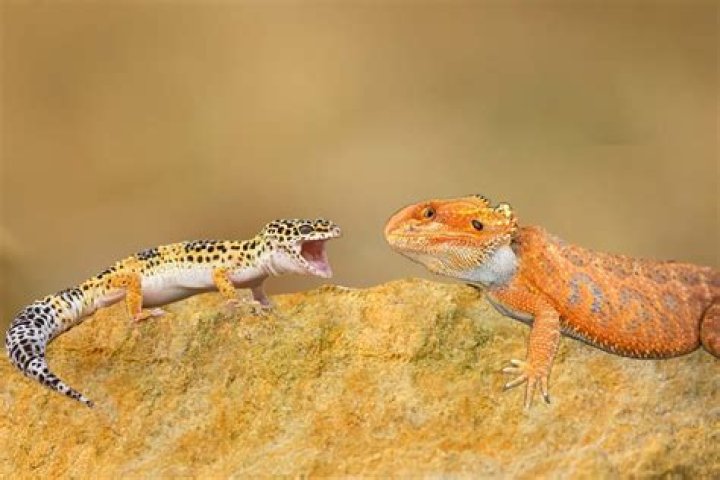 What lizards can live with a bearded dragon?