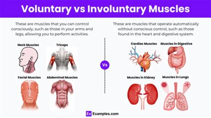 What muscle tissue is considered involuntary?