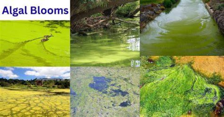 What problems do algal blooms cause in ponds and lakes?