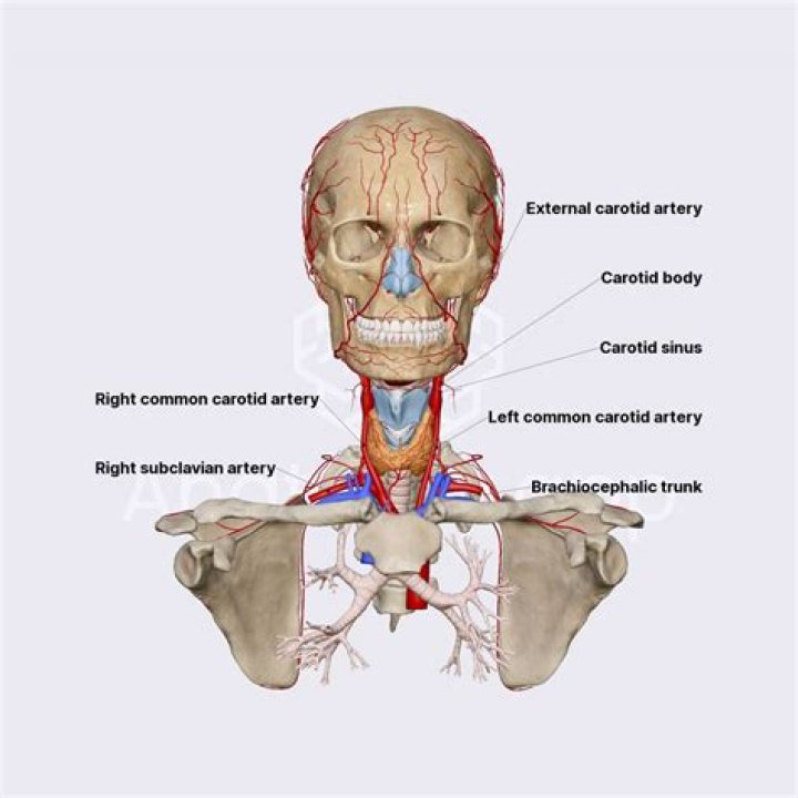 What runs along external carotid artery?