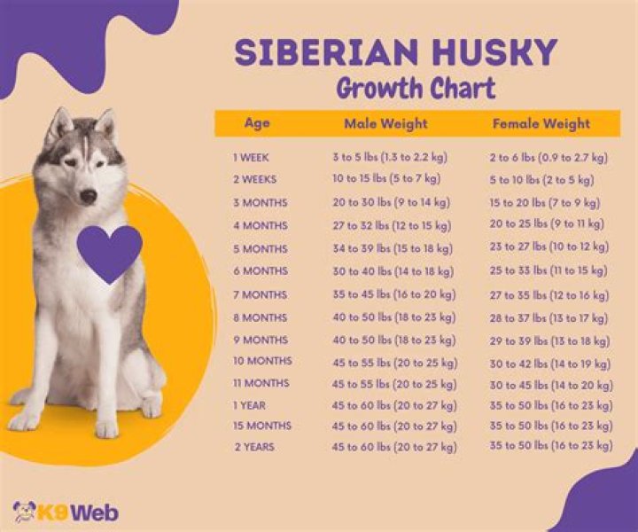 What size is XL Husky?