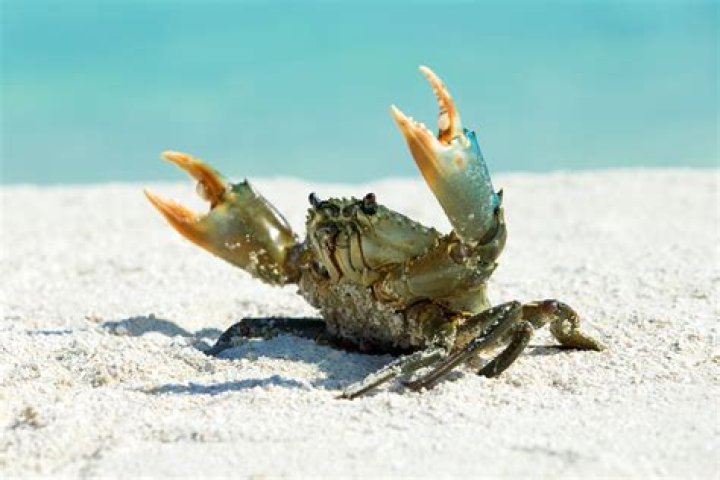 What temperature do crabs live in?
