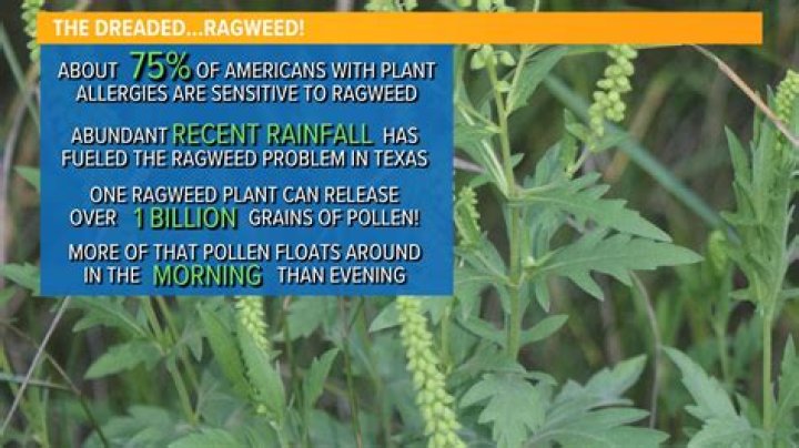 What time of day is ragweed The worst?