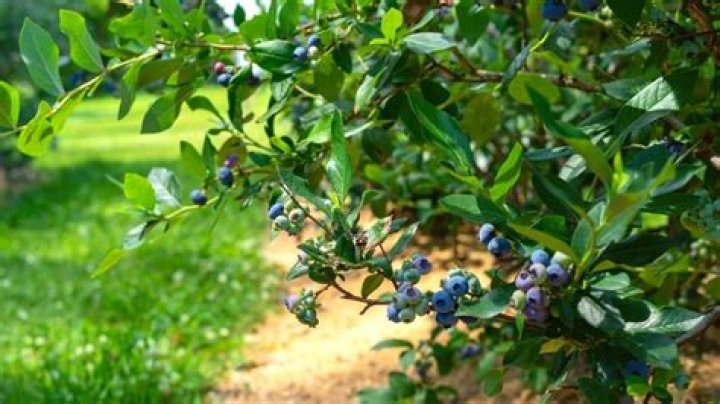 What time of the year do you plant blueberries?