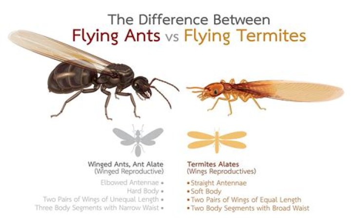 What type of ants are flying ants?