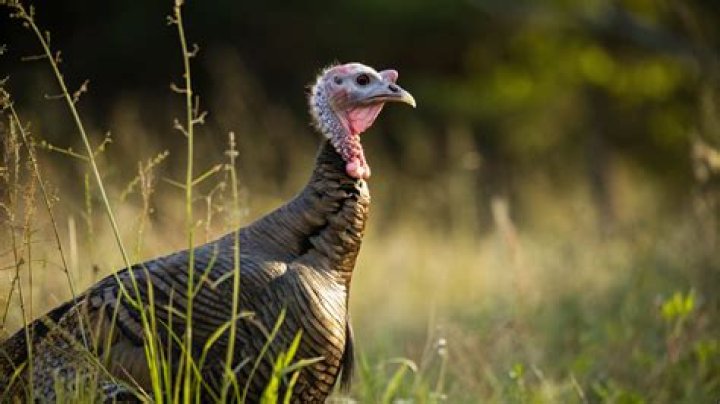 When can you hunt turkeys?