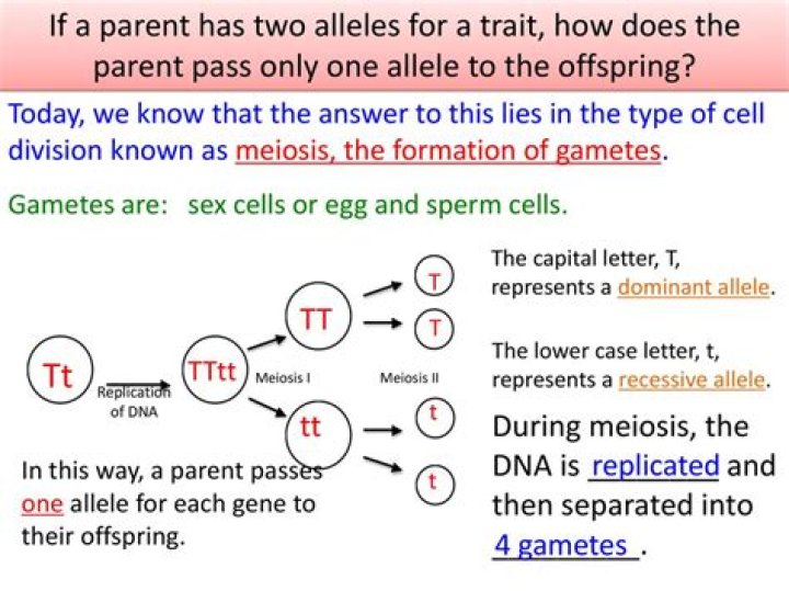 When two alleles are present for one trait in each parent how many alleles go to each gamete?