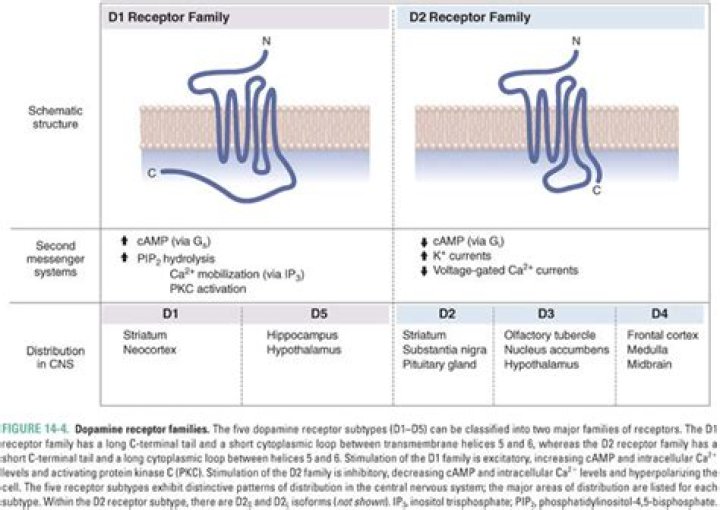 Where are d1 and d2 receptors located?