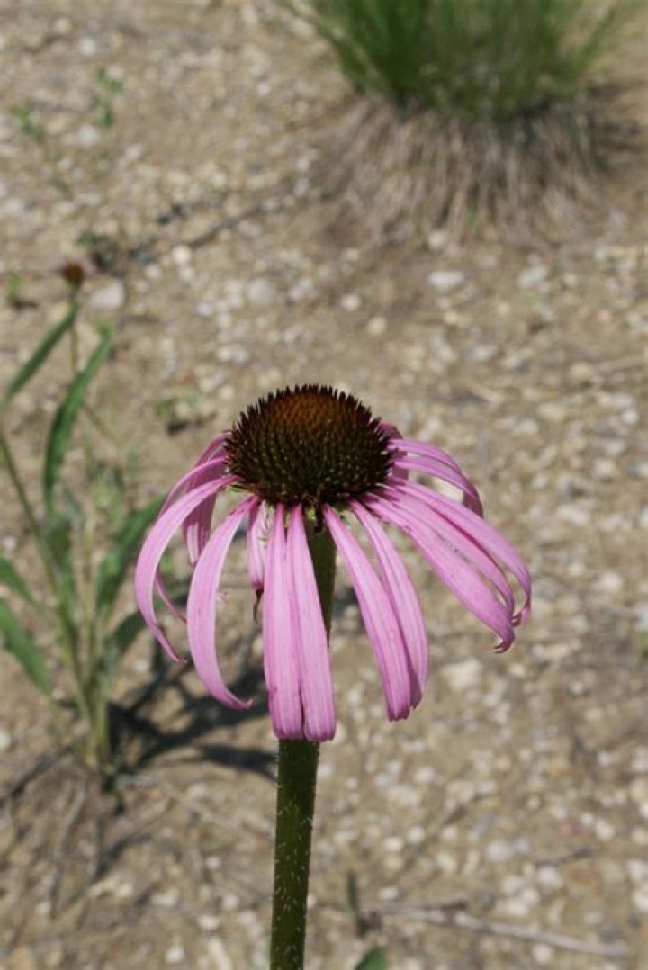 Where are purple coneflower found?