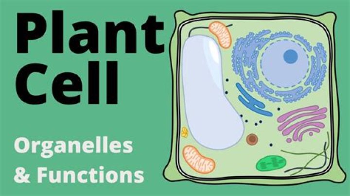 Which cell organelles are most closely associated with energy changes in a plant?
